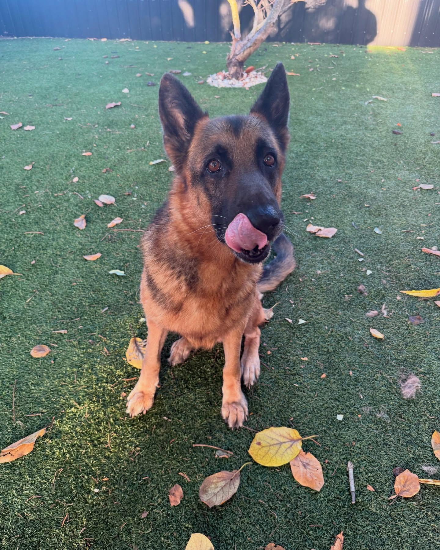 Enlarge Bear, a Adoptable German Shepherd Dog in Pompano Beach, FL image 2/2