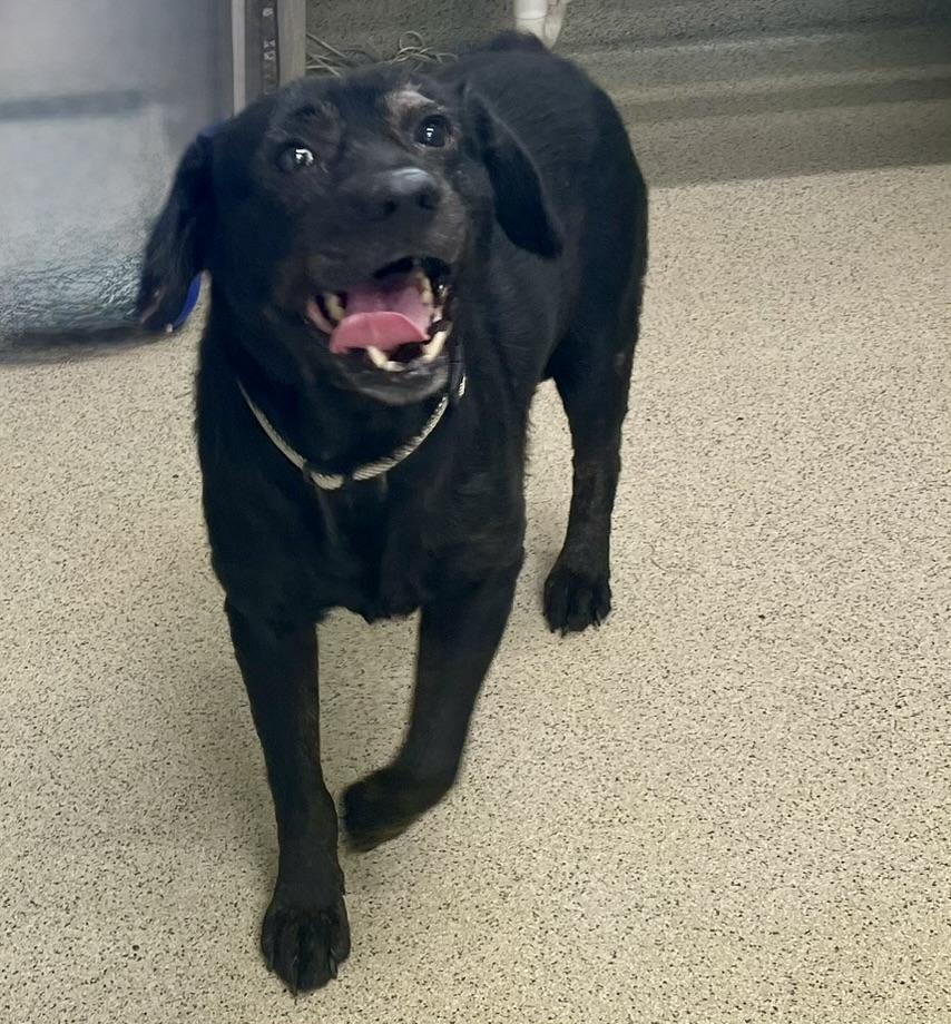 Enlarge Henry, an adopted mixed breed in Petersburg, VA image 5/6