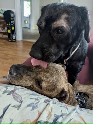Enlarge Henry, an adopted mixed breed in Petersburg, VA image 3/6