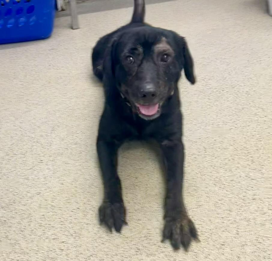 Enlarge Henry, an adopted mixed breed in Petersburg, VA image 4/6