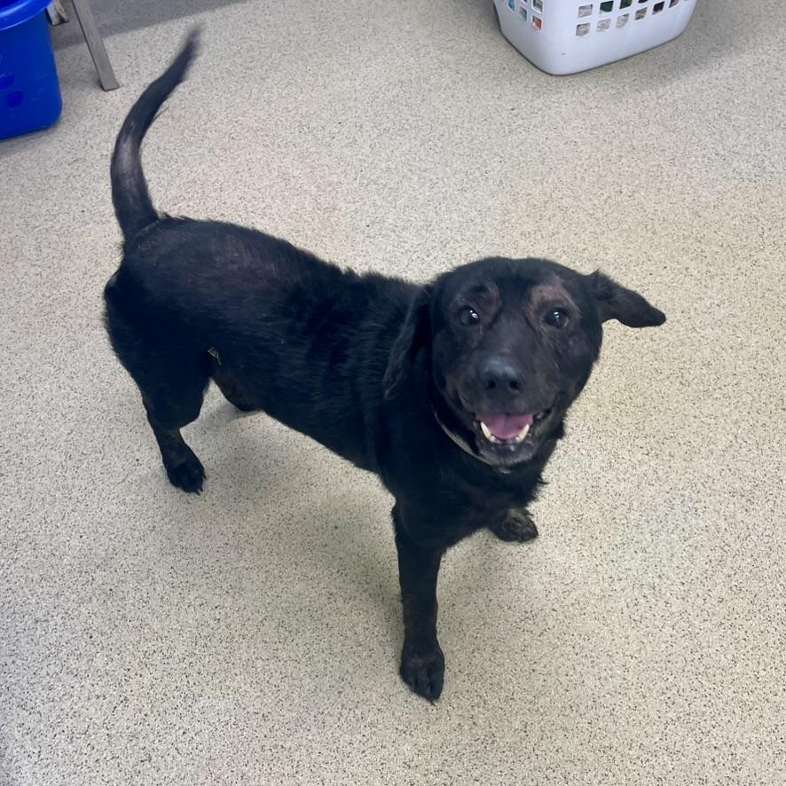 Enlarge Henry, an adopted mixed breed in Petersburg, VA image 1/6