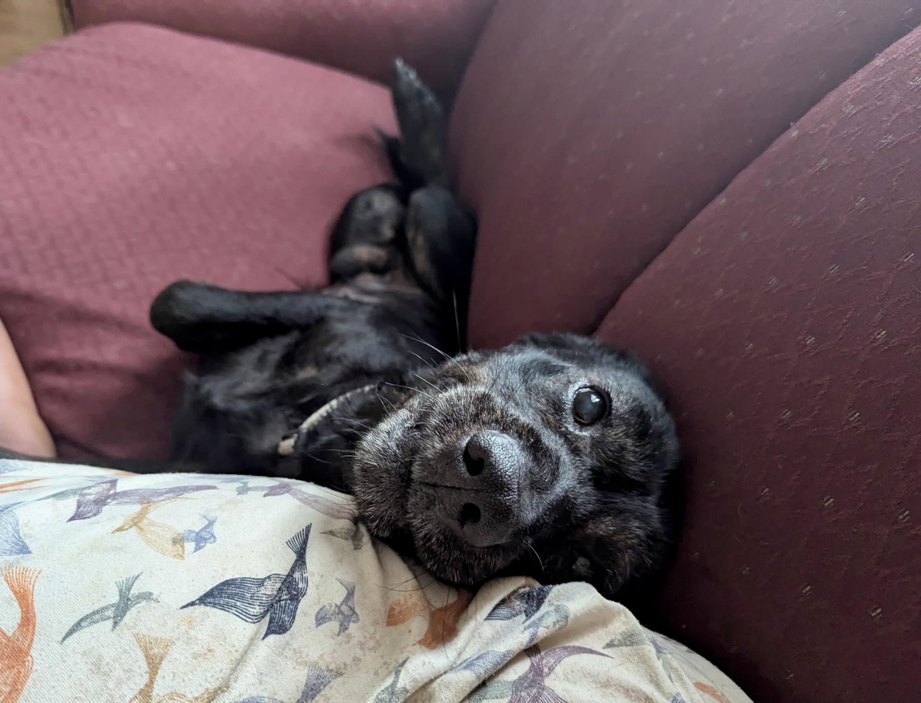 Enlarge Henry, an adopted mixed breed in Petersburg, VA image 2/6