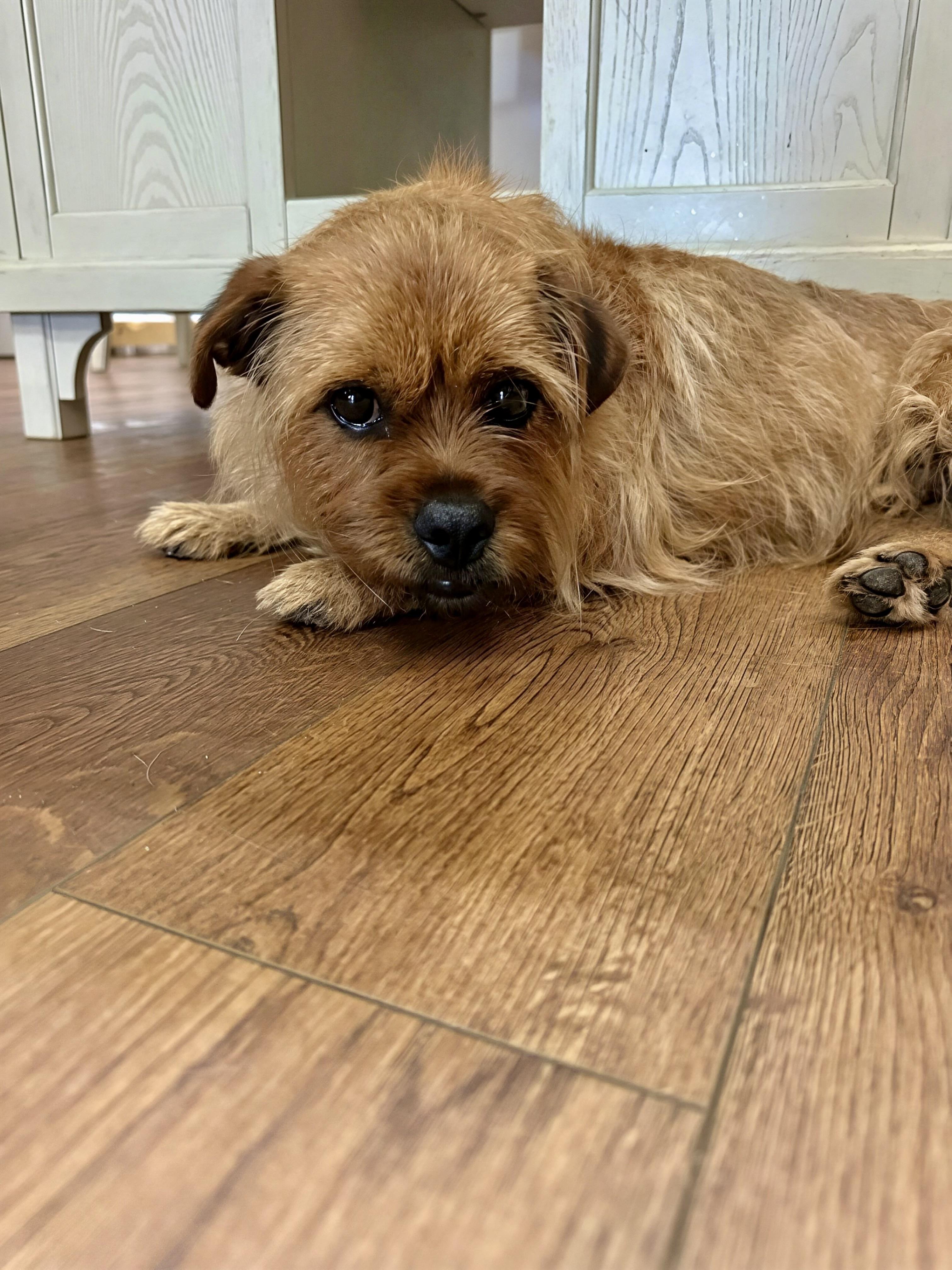 Rocky, an adopted mixed breed in Douglas, GA image 1/3