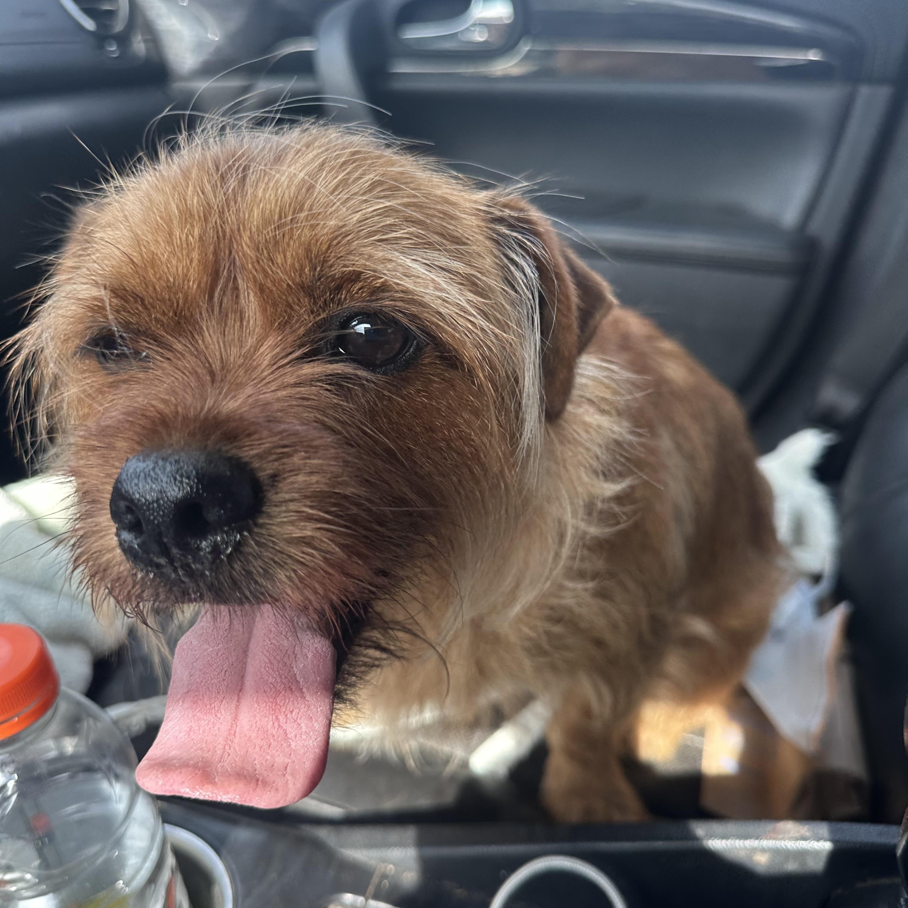 Rocky, an adopted mixed breed in Douglas, GA image 2/3