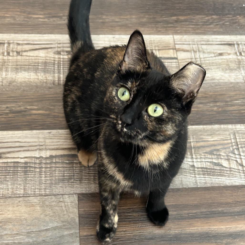 Enlarge Cashin Out 55039, a Adoptable Domestic Short Hair in Lansing, MI image 2/4