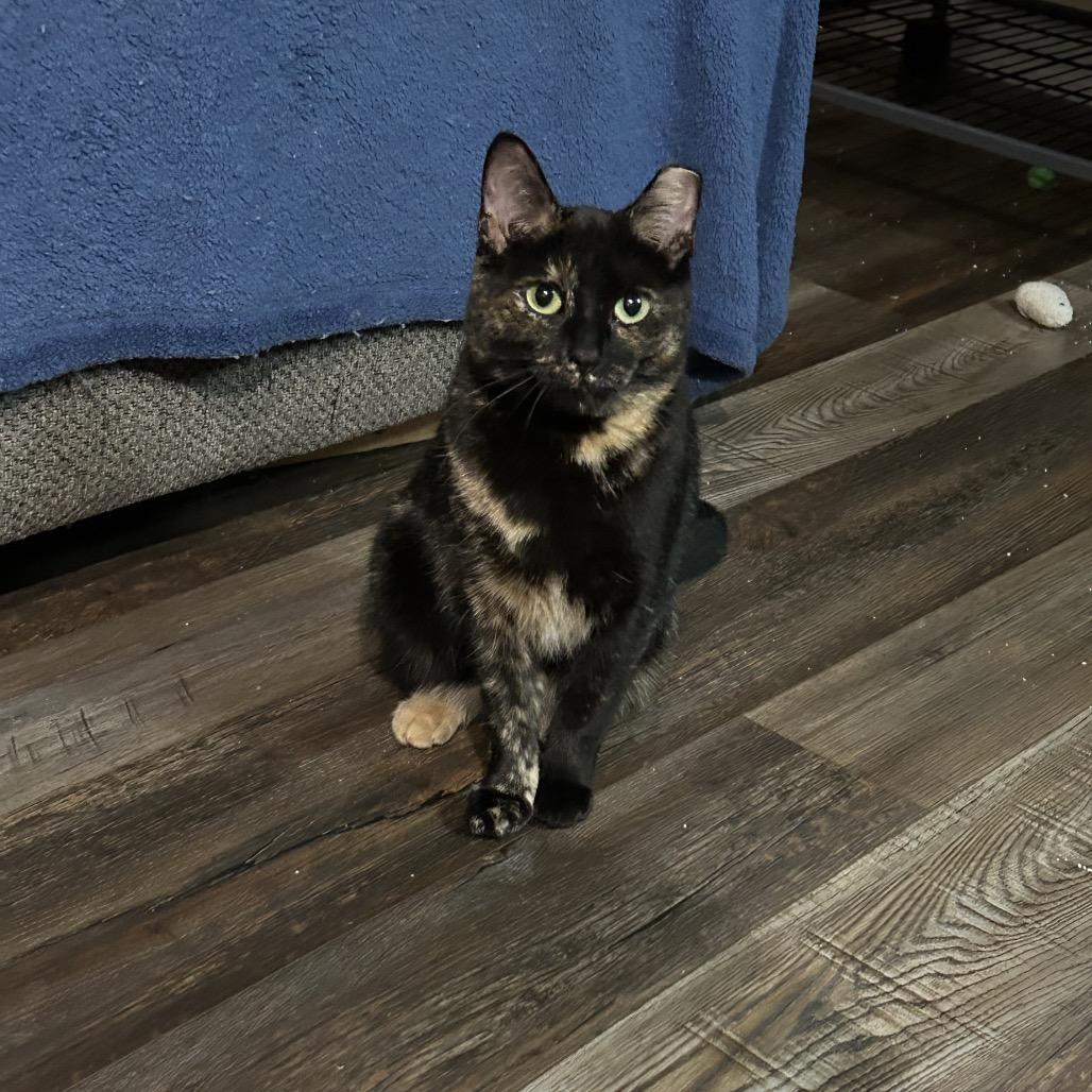 Enlarge Cashin Out 55039, a Adoptable Domestic Short Hair in Lansing, MI image 3/4