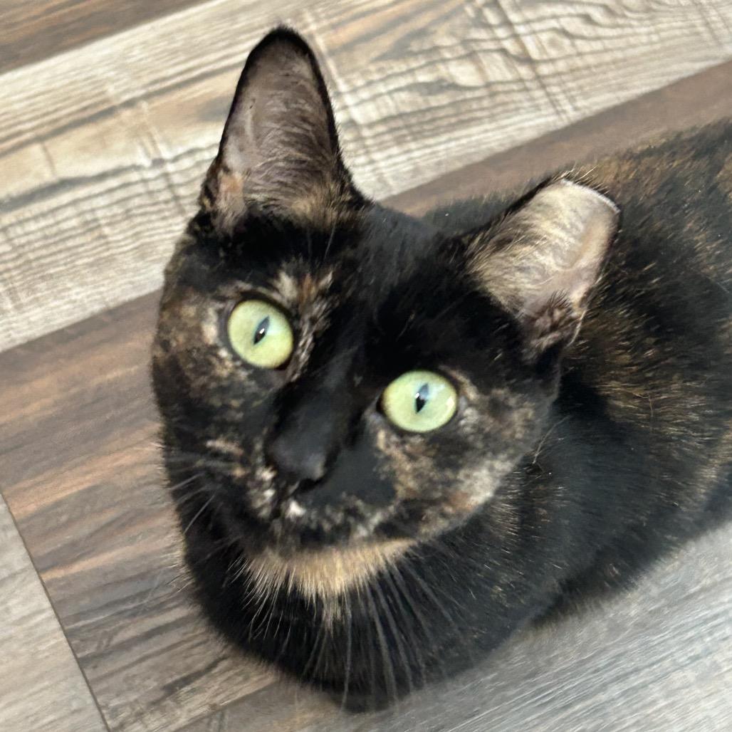 Enlarge Cashin Out 55039, a Adoptable Domestic Short Hair in Lansing, MI image 4/4