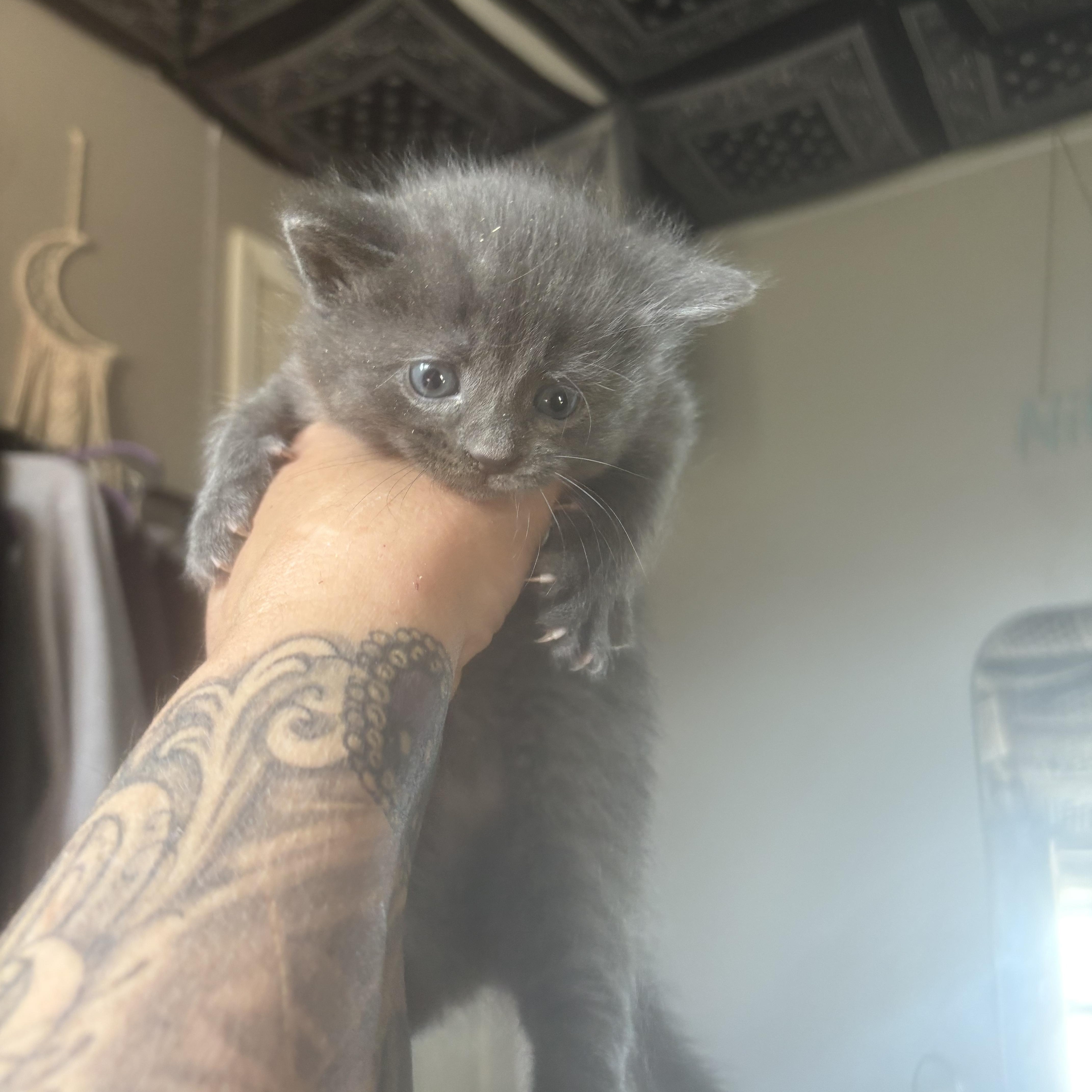 Akira, ADOPTABLE, Kitten Female Domestic Short Hair.