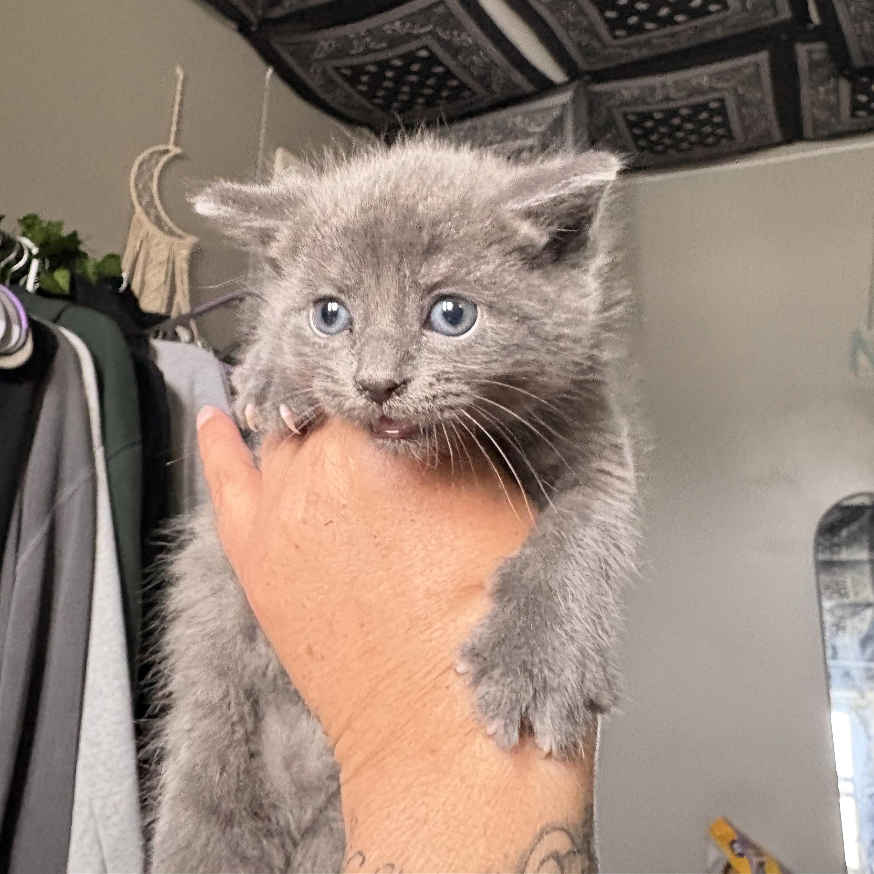 Enlarge Akira, a ADOPTABLE mixed breed in Moriches, NY image 2/2