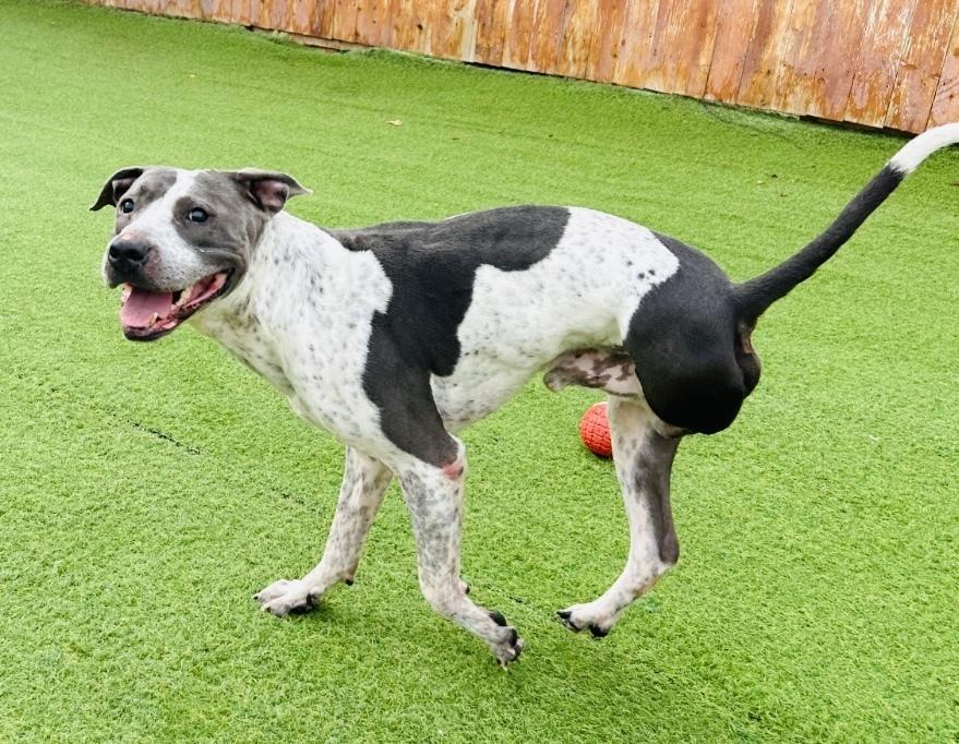 Buddy, a Adoptable Pit Bull Terrier in Kennewick, WA image 4/6