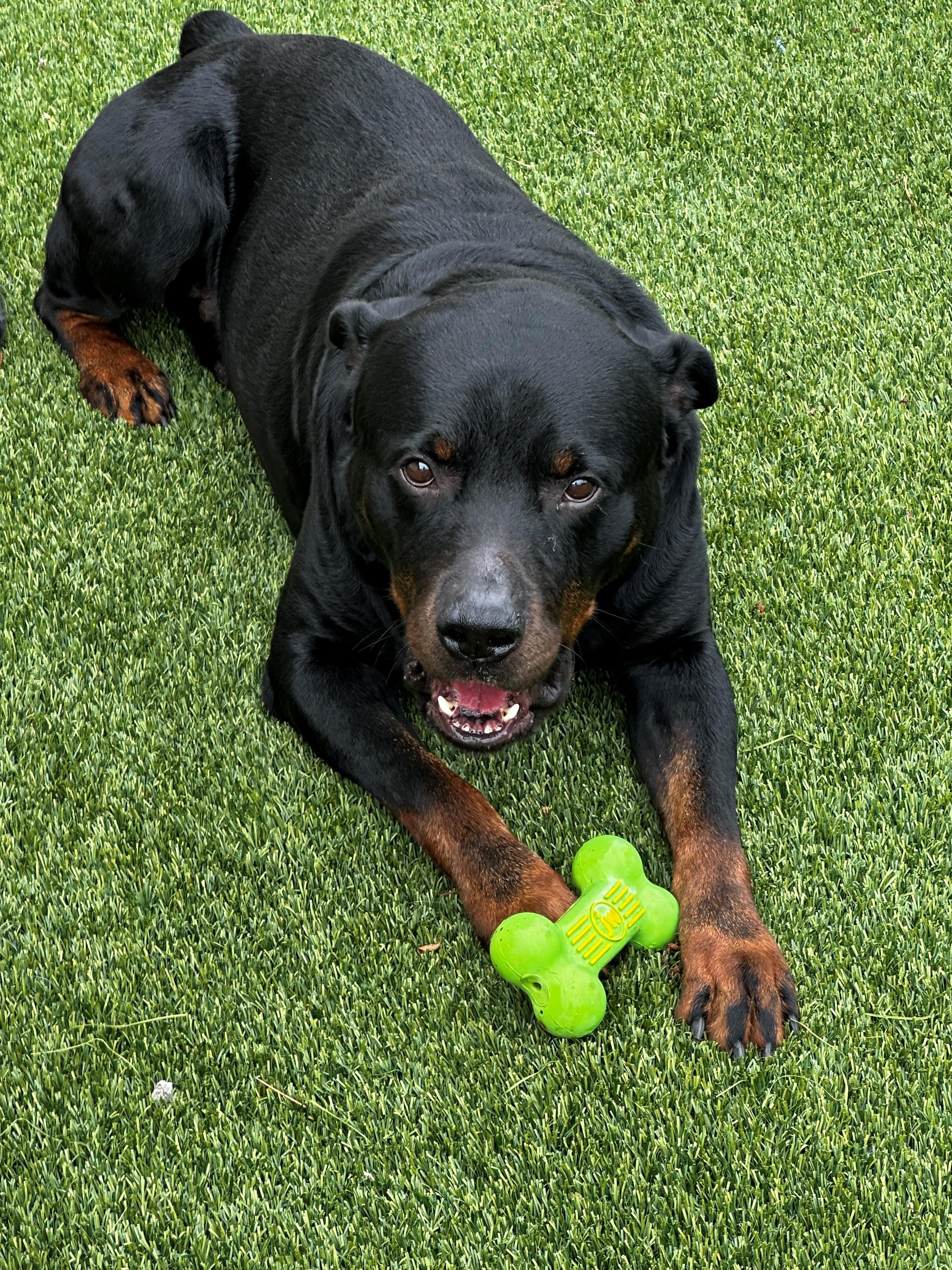 Rooster, a ADOPTABLE Rottweiler in Lake Dallas, TX image 3/3