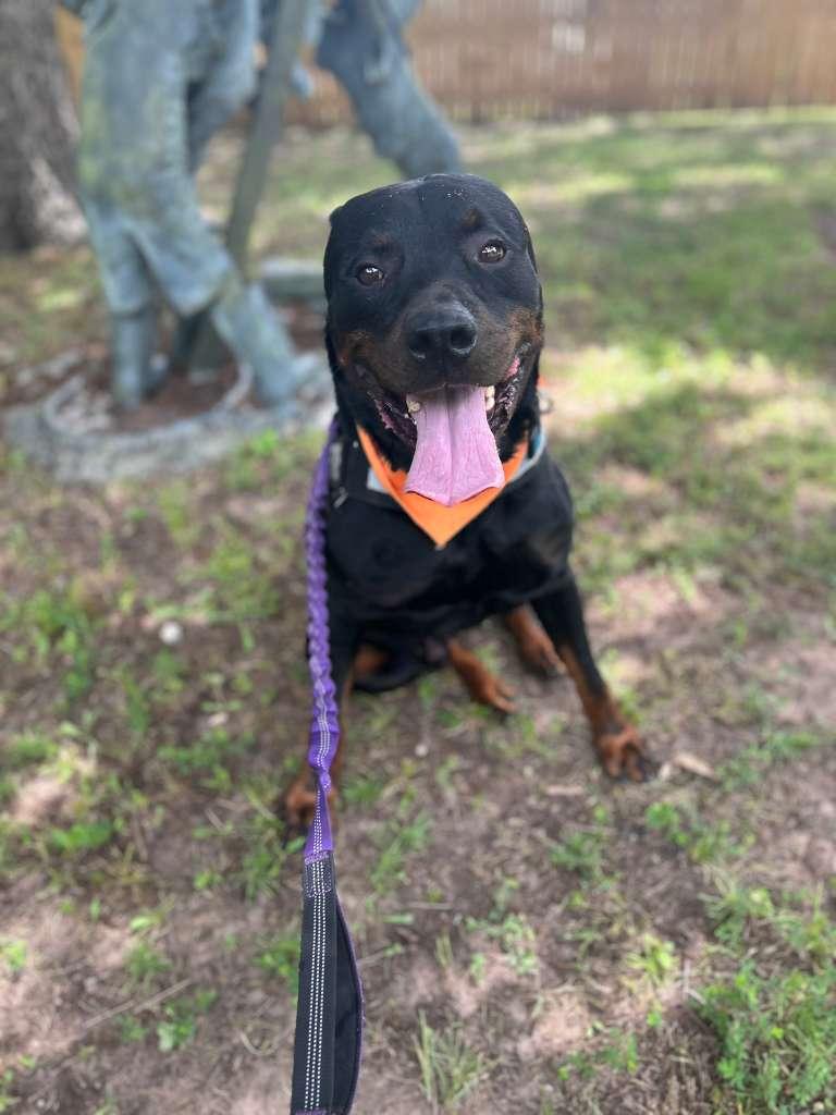 Enlarge Rooster, a ADOPTABLE Rottweiler in Lake Dallas, TX image 1/5