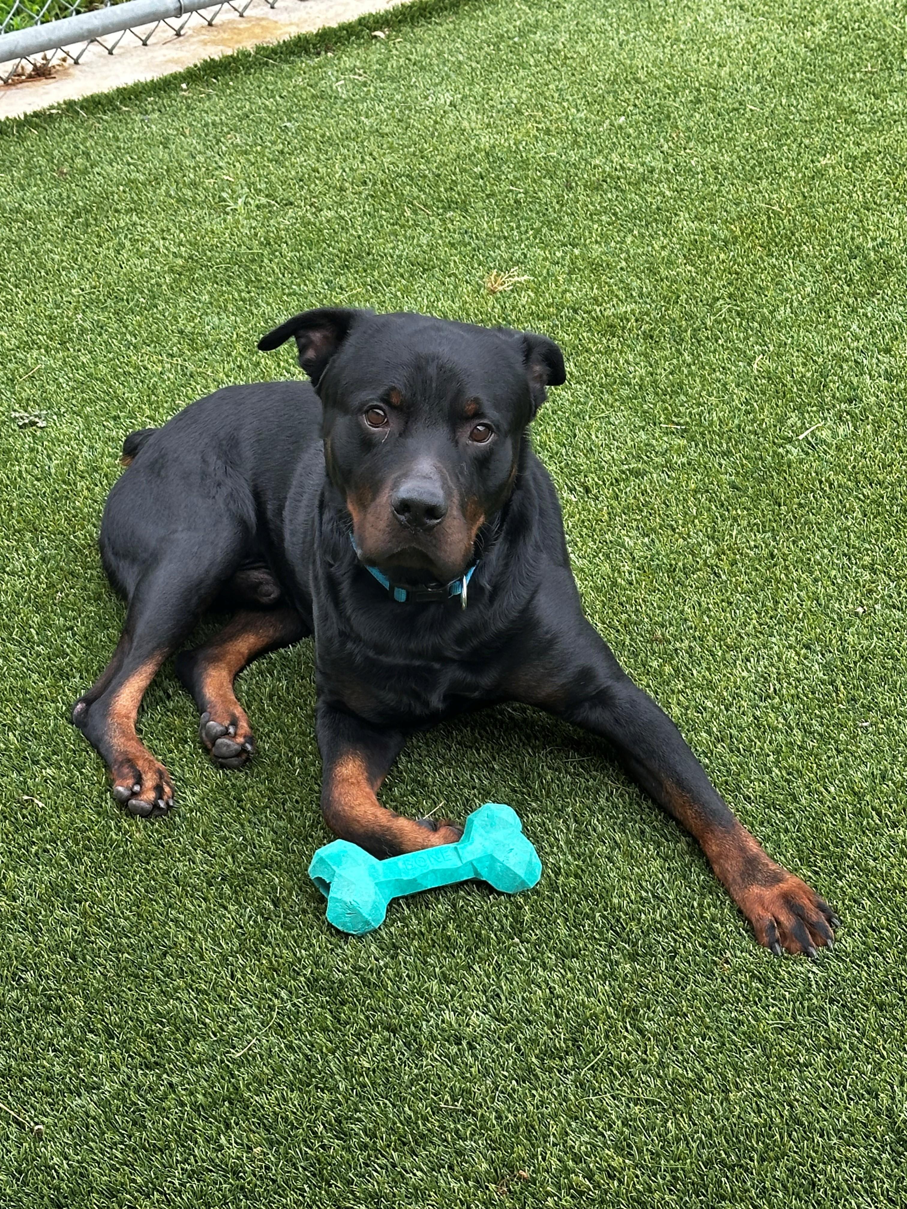 Rooster, a ADOPTABLE Rottweiler in Lake Dallas, TX image 1/3