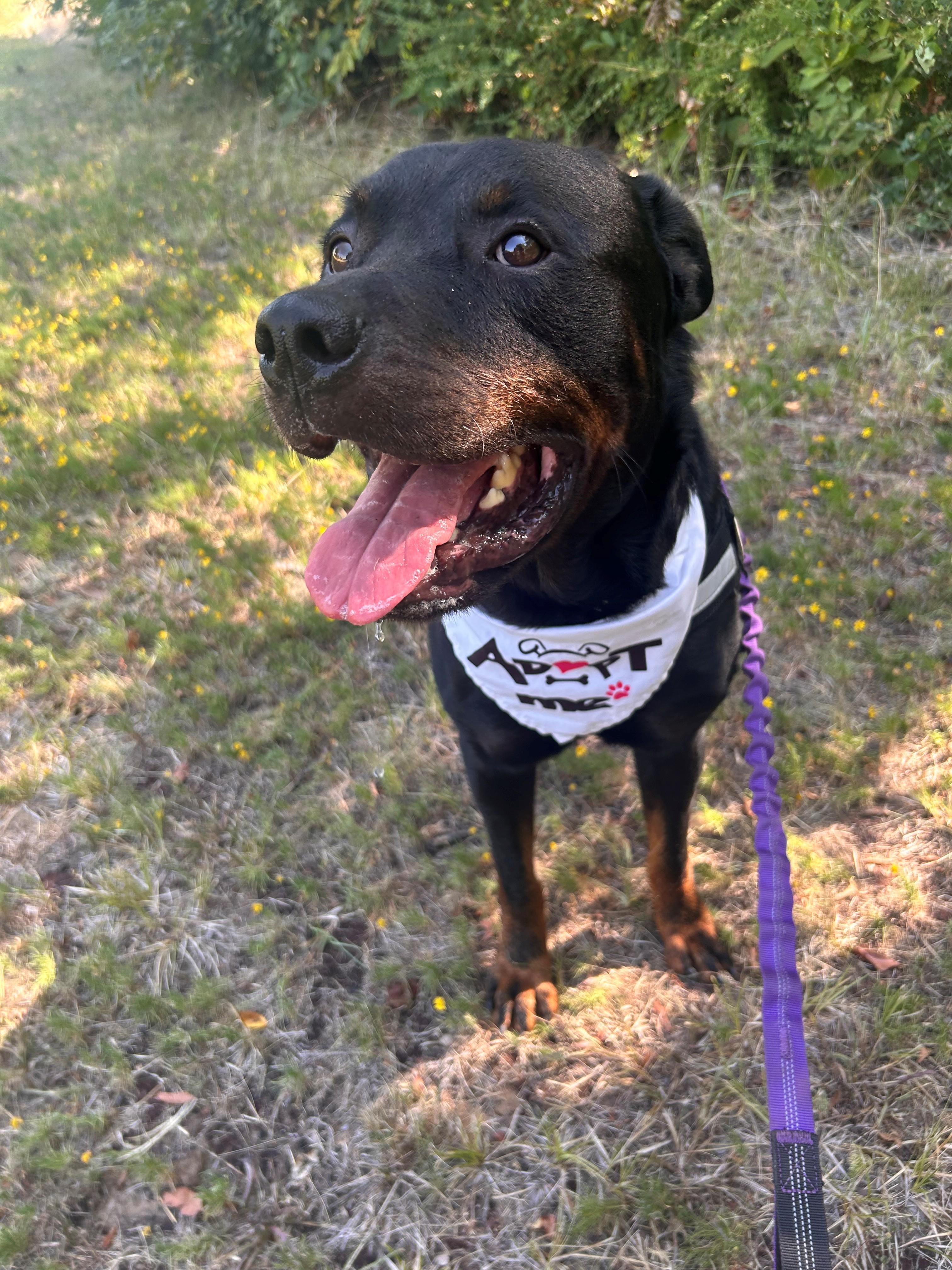 Enlarge Rooster, a ADOPTABLE Rottweiler in Lake Dallas, TX image 3/5