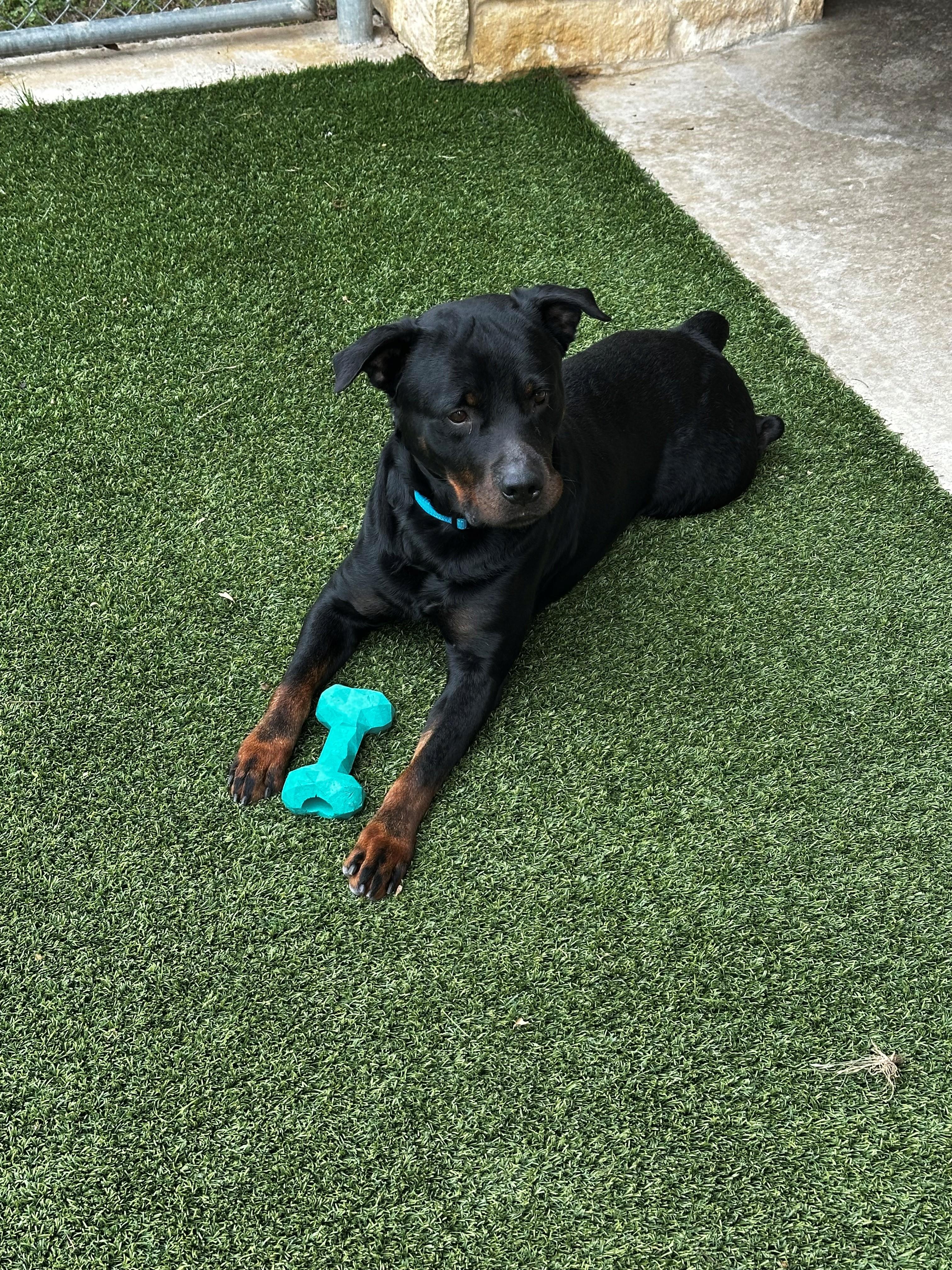 Rooster, a ADOPTABLE Rottweiler in Lake Dallas, TX image 2/3