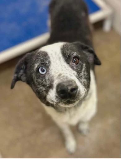 Enlarge Shawna - adopted, an adopted mixed breed in Minneapolis, MN image 1/1