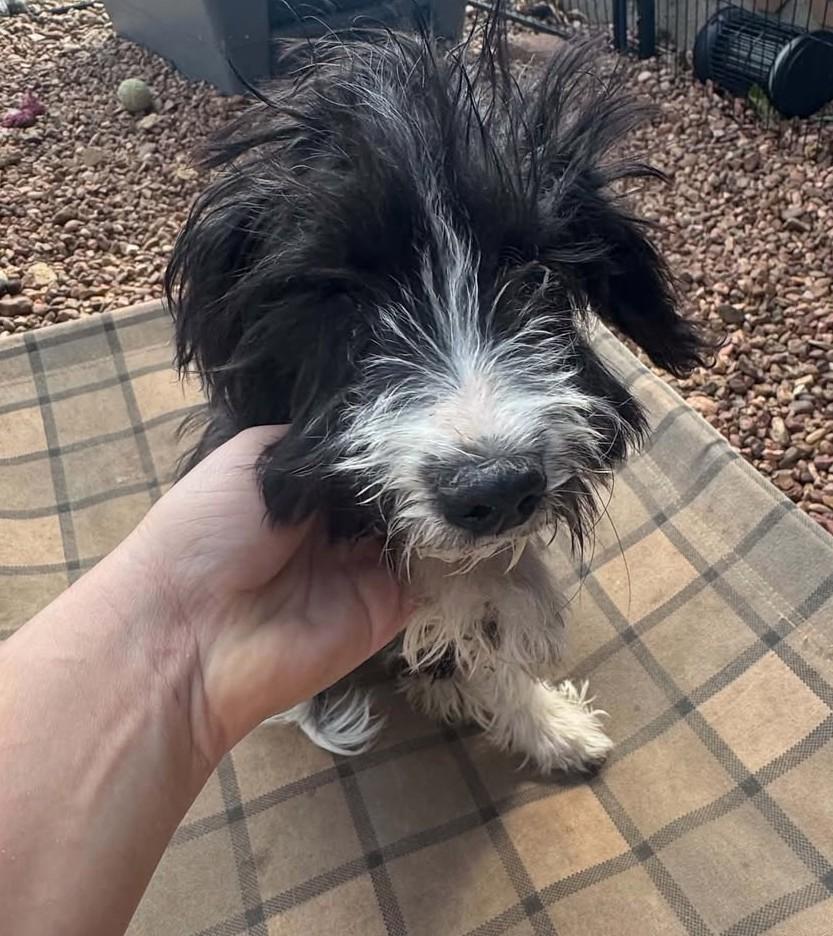 Enlarge Licorice, a Adopted mixed breed in Hutchinson, KS image 5/6