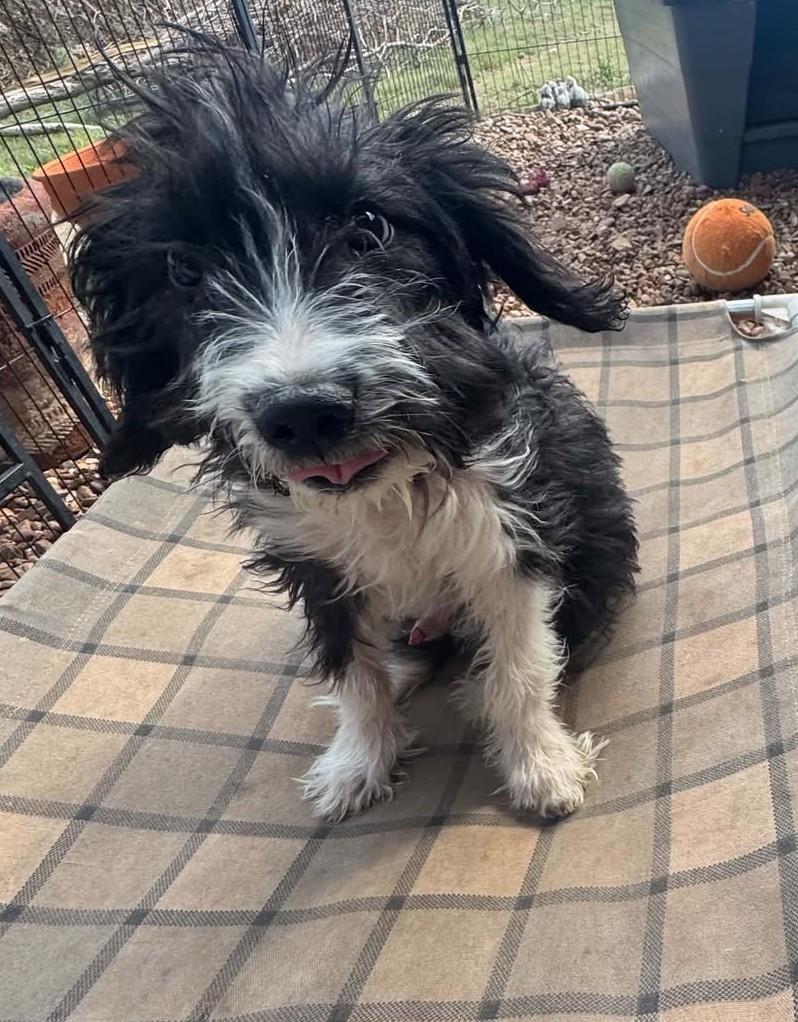 Enlarge Licorice, a Adopted mixed breed in Hutchinson, KS image 2/6
