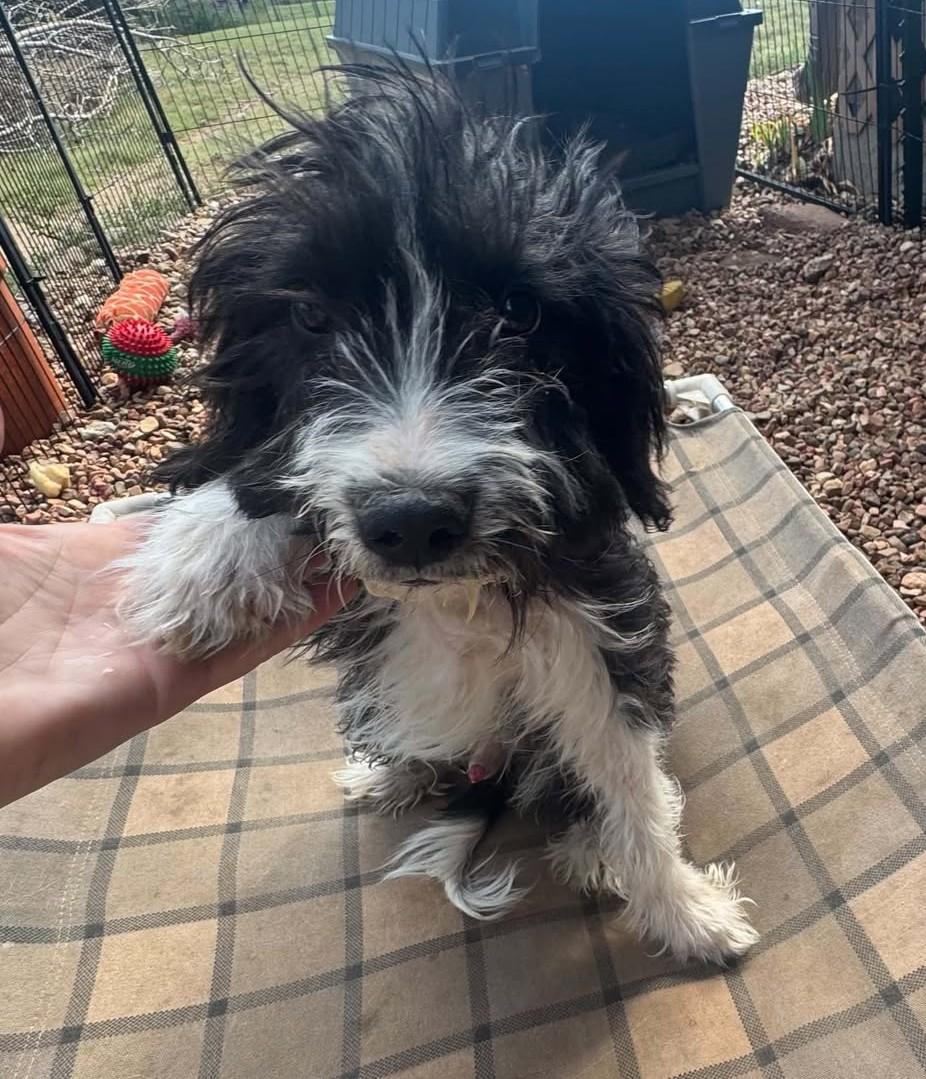 Enlarge Licorice, a Adopted mixed breed in Hutchinson, KS image 4/6
