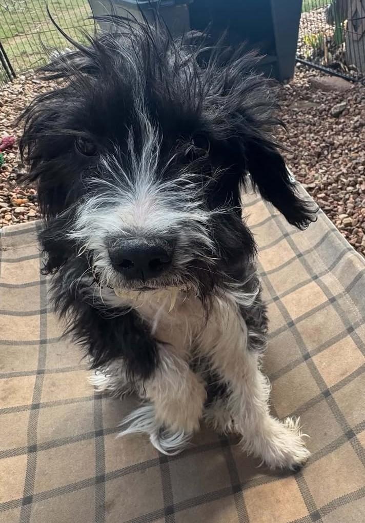 Enlarge Licorice, a Adopted mixed breed in Hutchinson, KS image 1/6