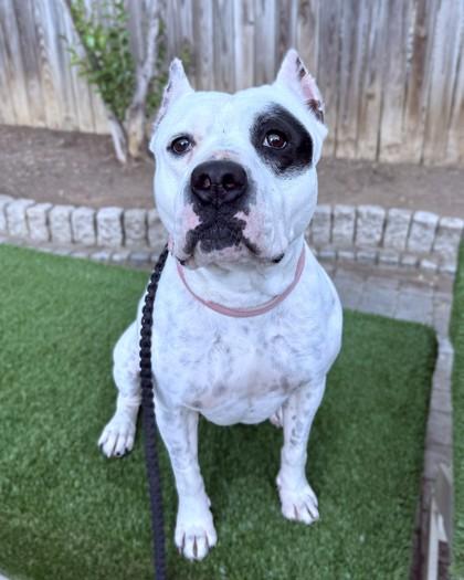 Pamcakes, a Adoptable mixed breed in Washington, DC image 1/3