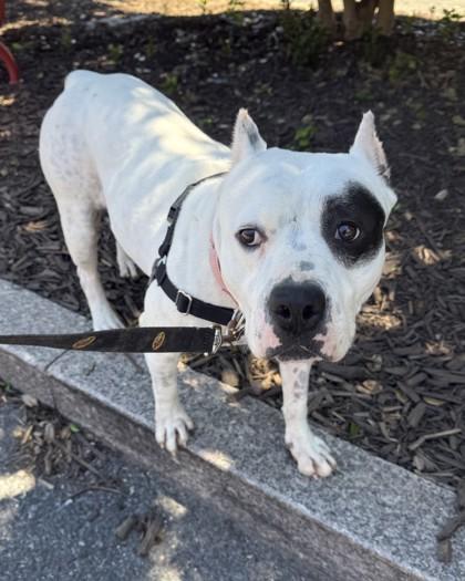 Pamcakes, a Adoptable mixed breed in Washington, DC image 2/3