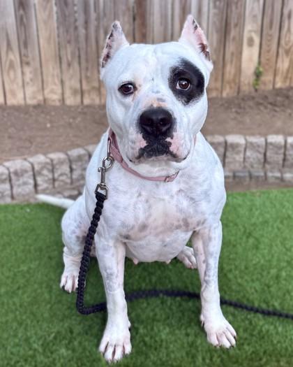 Pamcakes, a Adoptable mixed breed in Washington, DC image 3/3