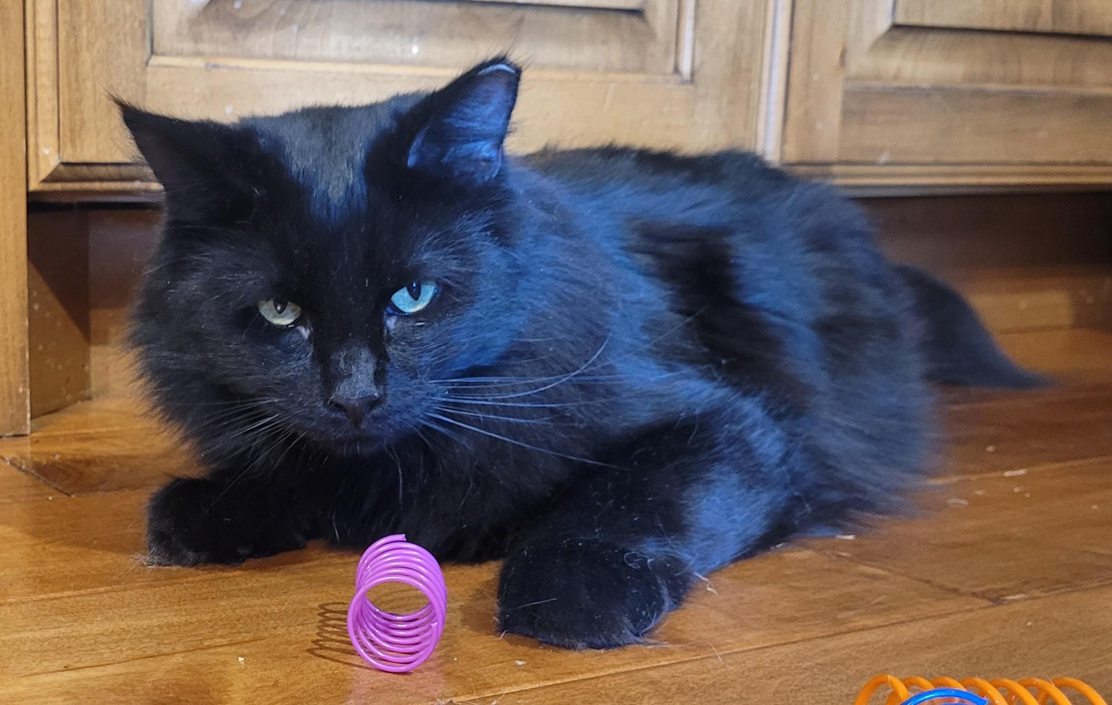 Muffy, an adoptable Domestic Long Hair in Millville, UT, 84326 | Photo Image 1