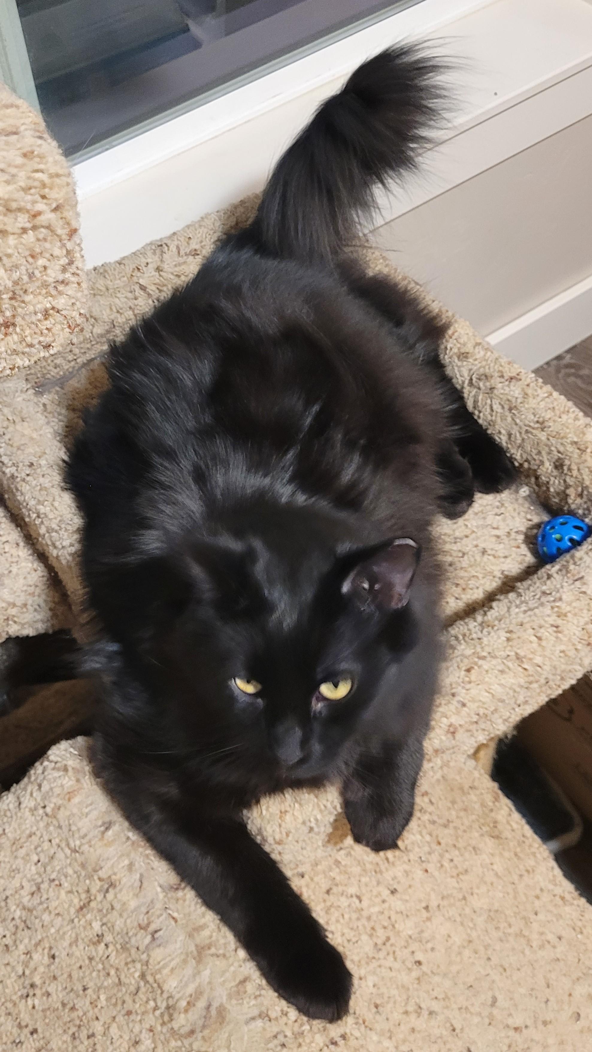 Muffy, an adoptable Domestic Long Hair in Millville, UT, 84326 | Photo Image 2