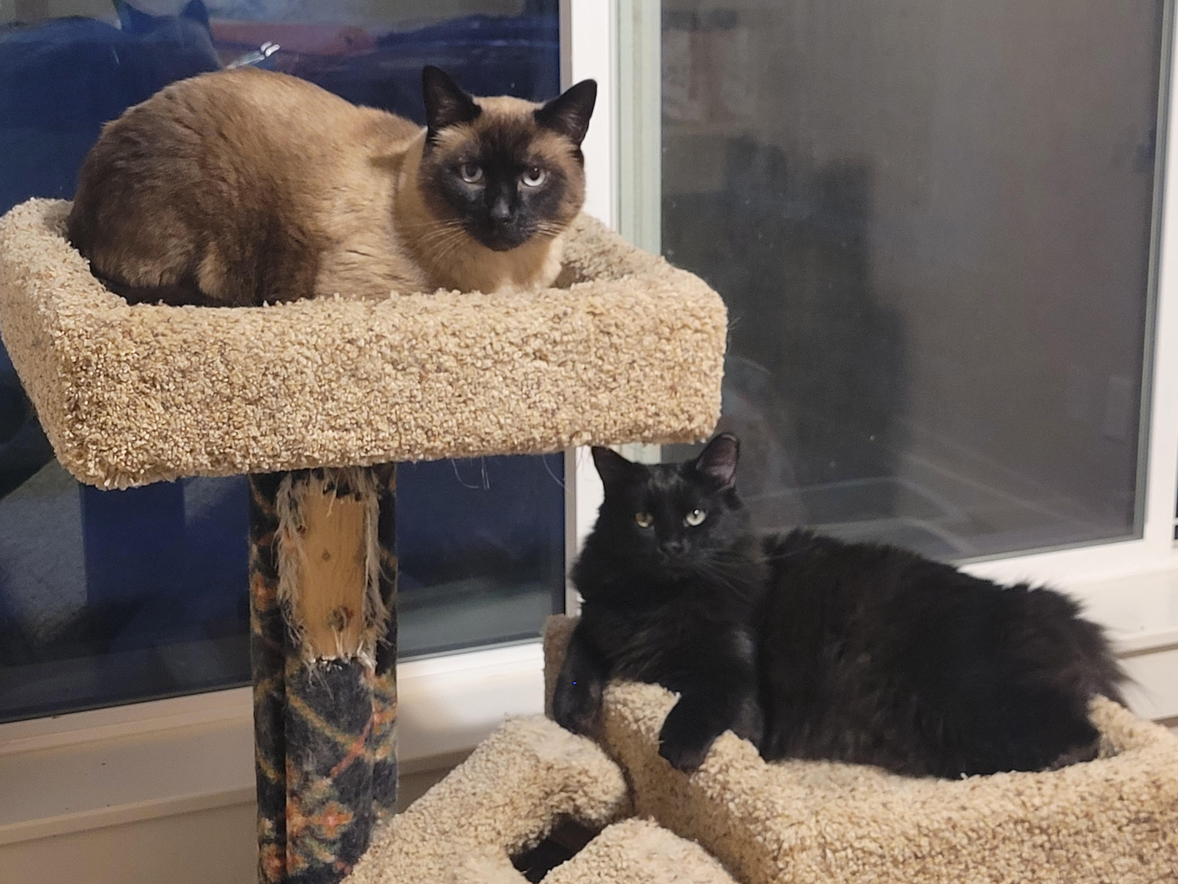 Muffy, an adoptable Domestic Long Hair in Millville, UT, 84326 | Photo Image 3