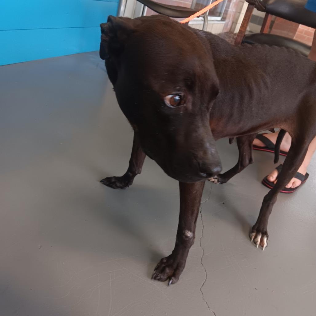 Enlarge Penelope, a Adoptable Terrier in Montgomery, AL image 1/1