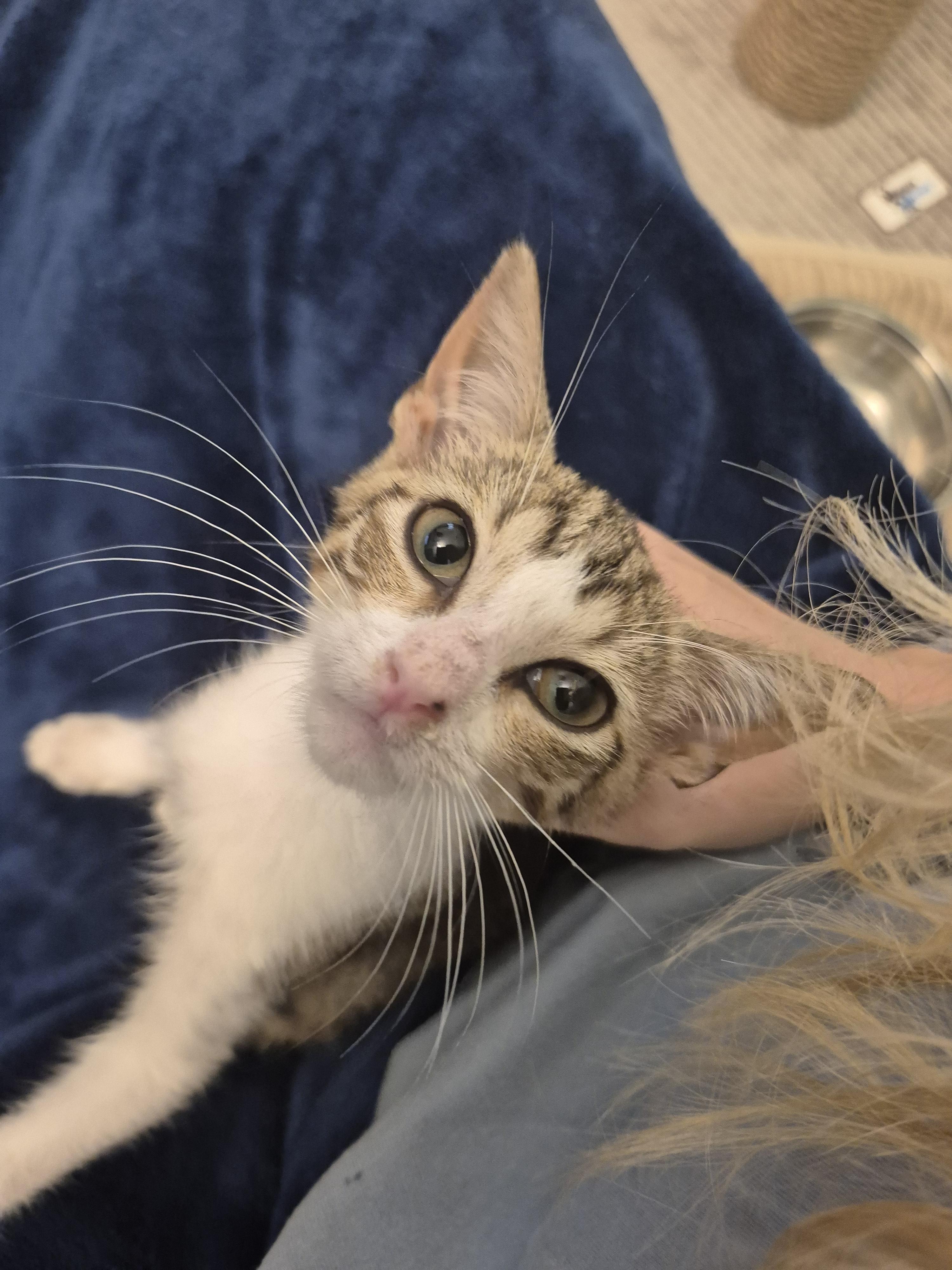Shrimp, adopted, Kitten Male Domestic Short Hair.