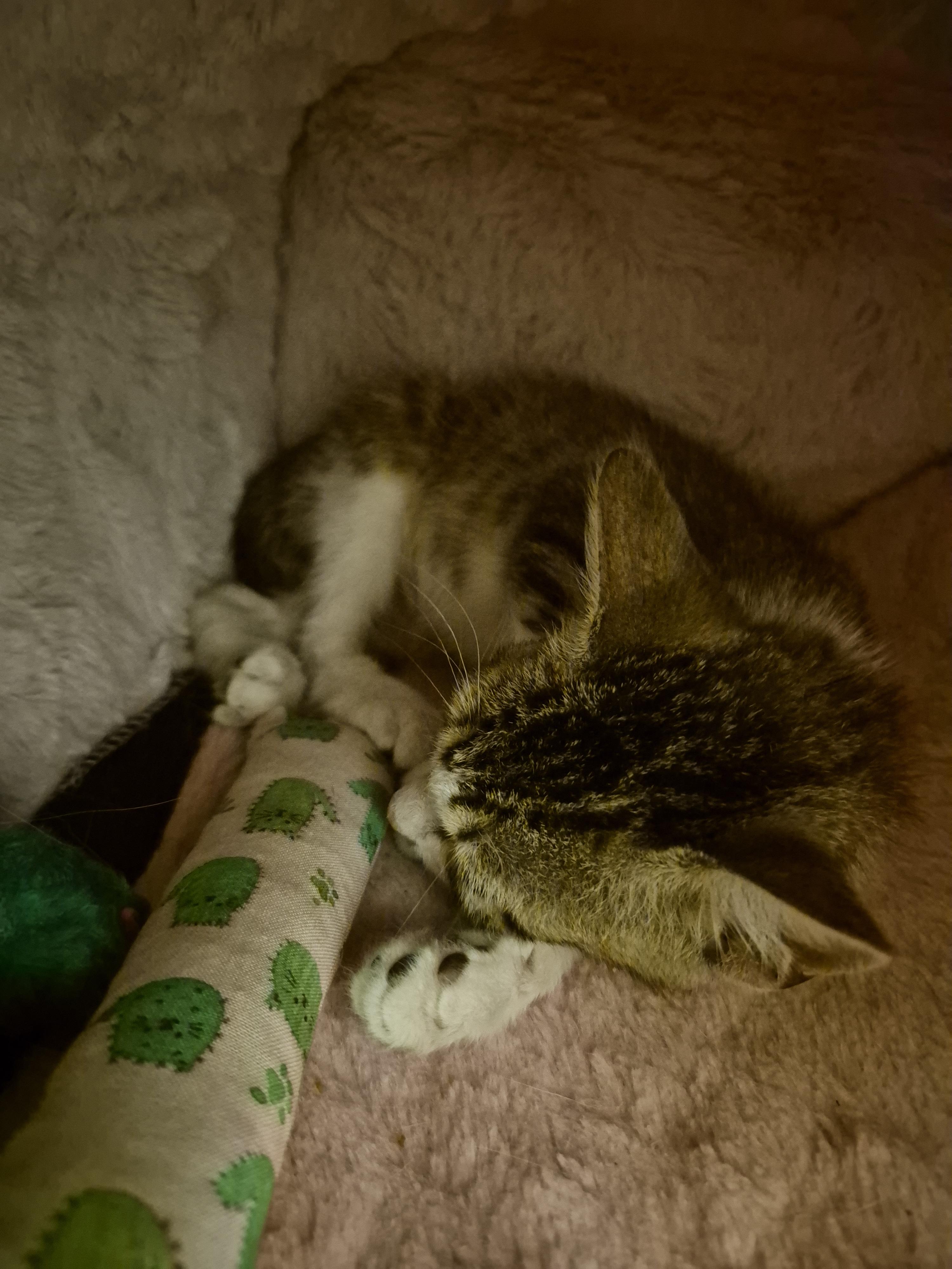 Shrimp, an adopted Domestic Short Hair in Saint Pete Beach, FL image 3/4