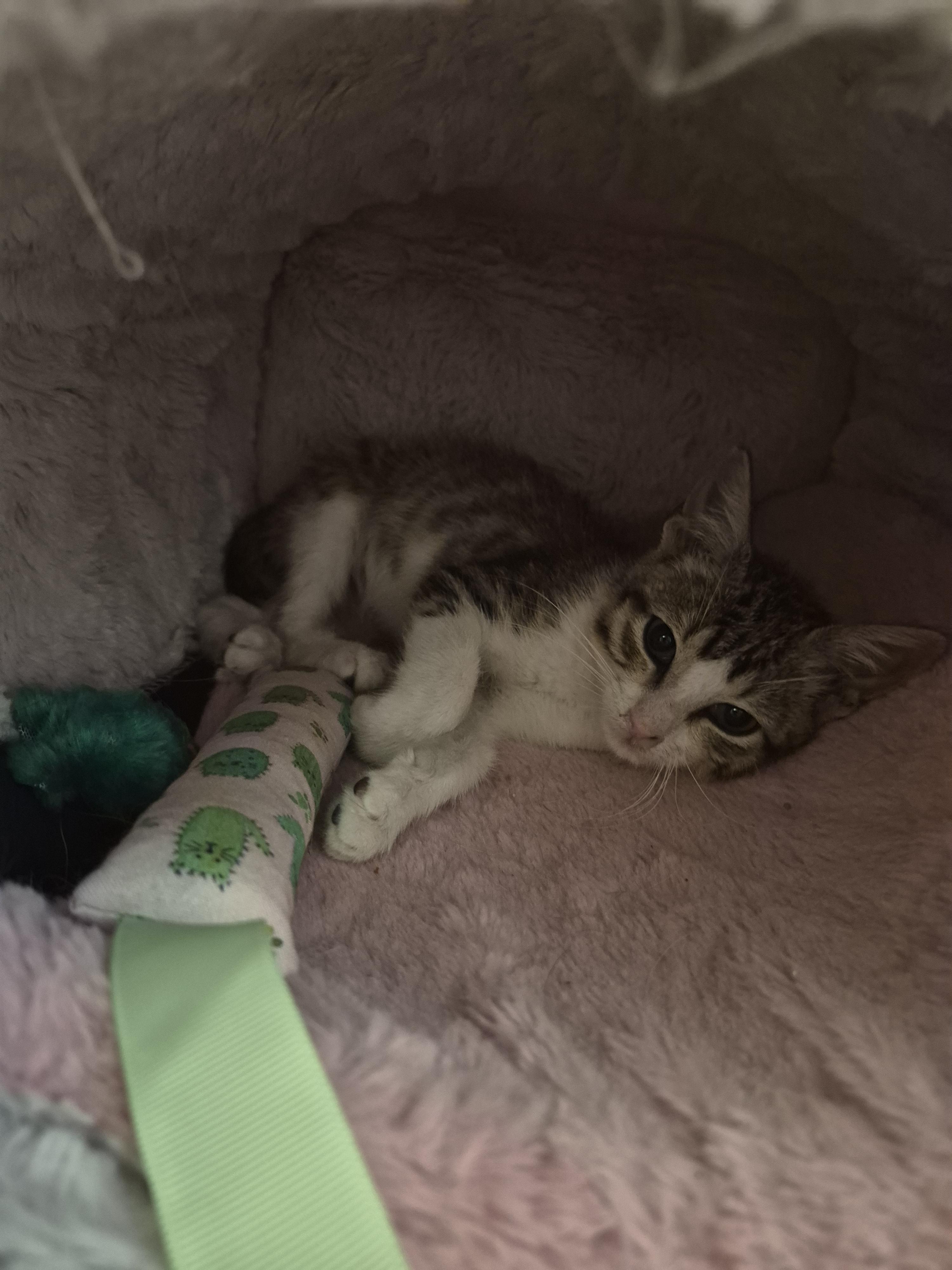 Shrimp, an adopted Domestic Short Hair in Saint Pete Beach, FL image 4/4