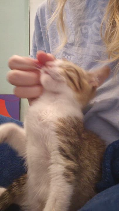 Enlarge Shrimp, an adopted Domestic Short Hair in Saint Pete Beach, FL video 2/4