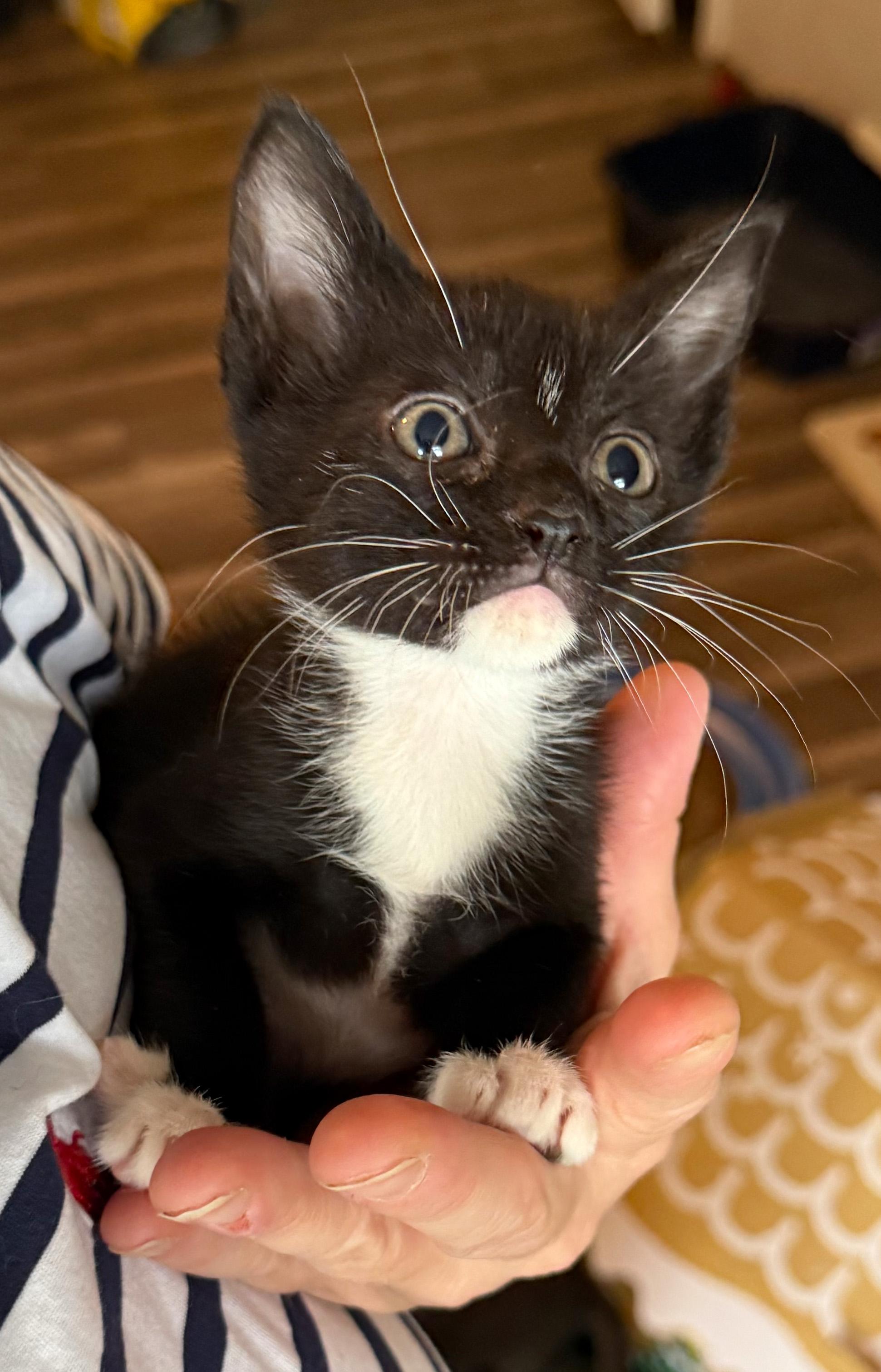 Enlarge Mittens - ADOPTION PENDING!, a Adopted mixed breed in Hilton Head Island, SC image 3/5