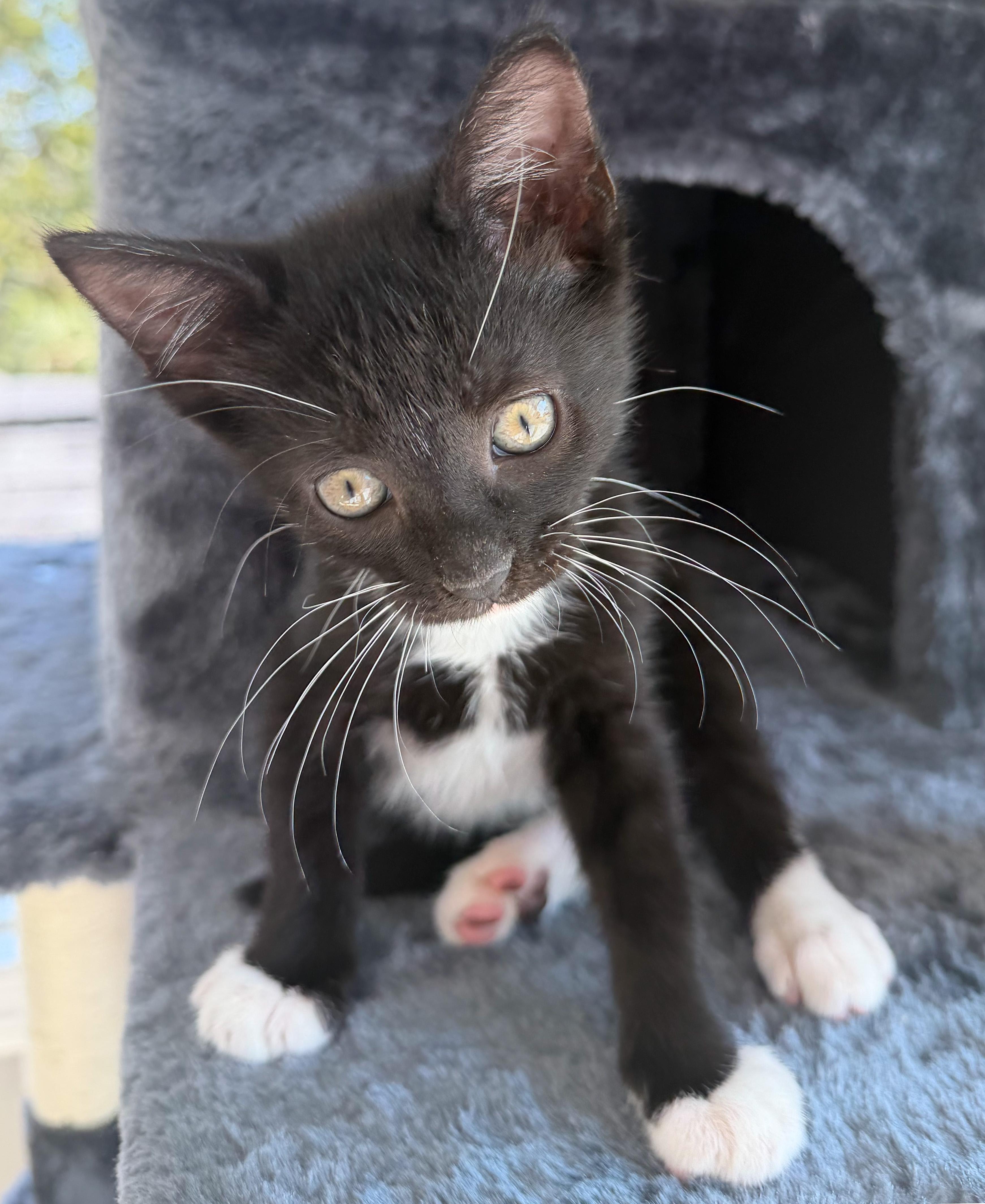 Mittens - ADOPTION PENDING!, Adopted, Kitten Male Tuxedo & American Shorthair.
