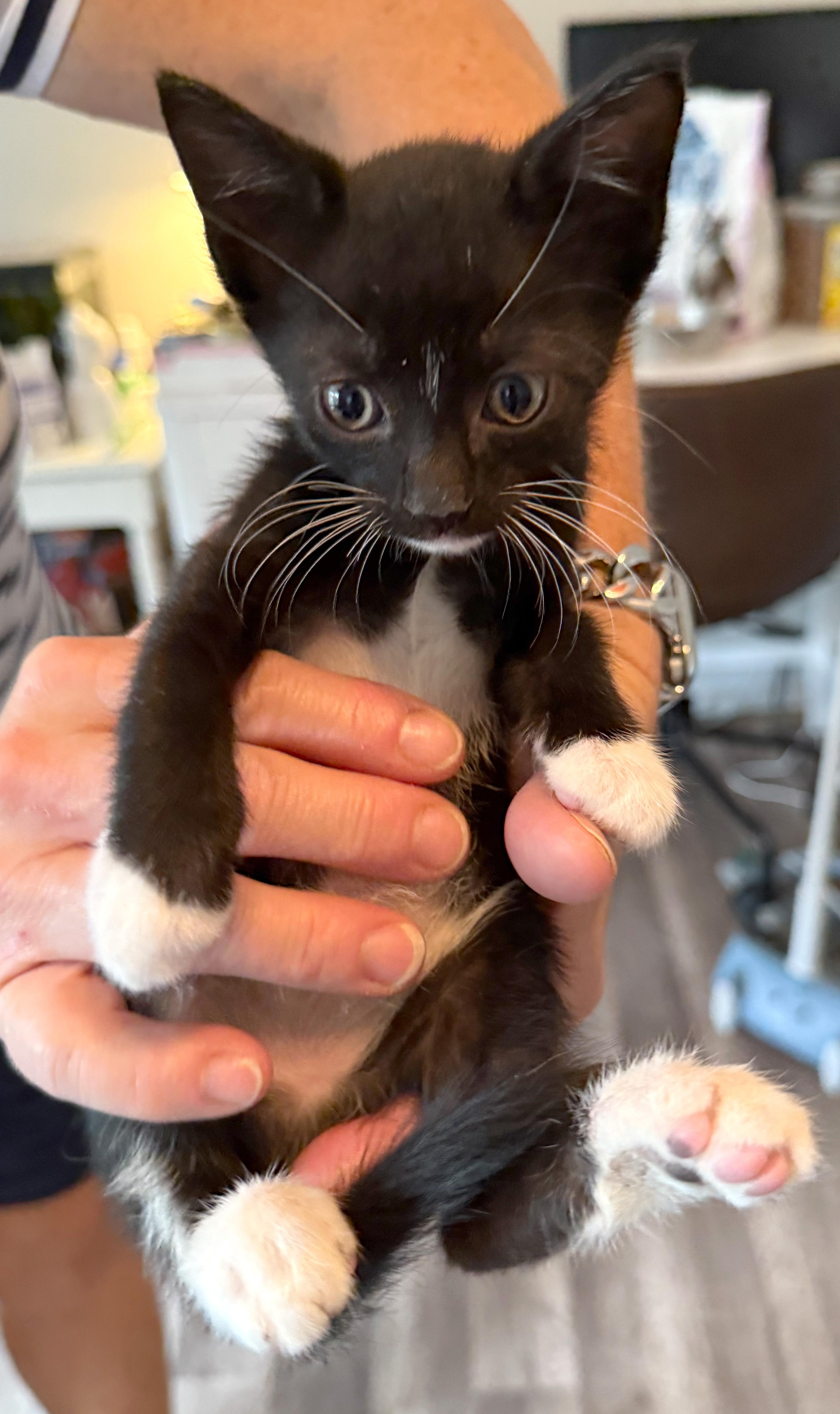 Enlarge Mittens - ADOPTION PENDING!, a Adopted mixed breed in Hilton Head Island, SC image 4/5