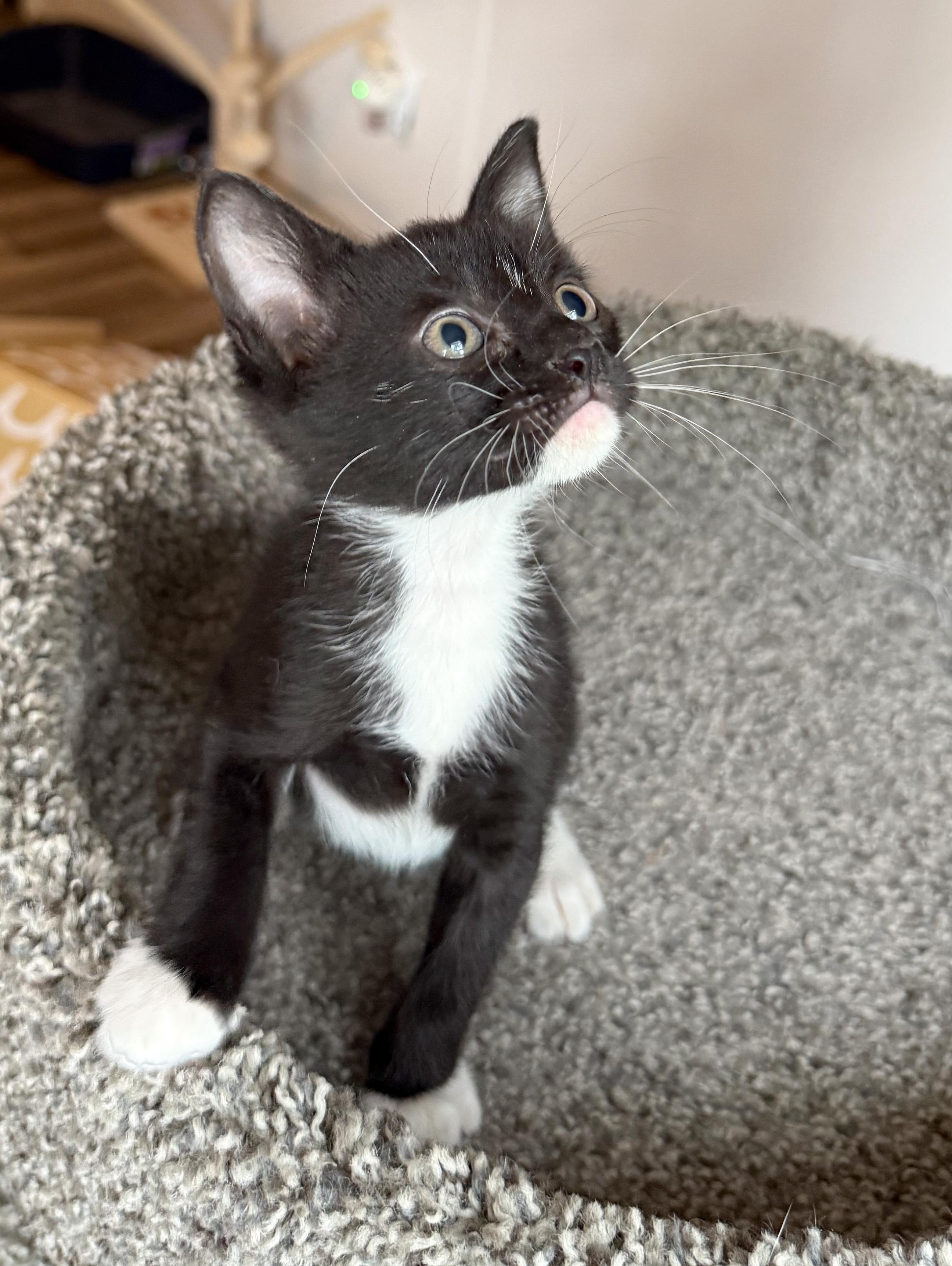 Enlarge Mittens - ADOPTION PENDING!, a Adopted mixed breed in Hilton Head Island, SC image 2/5