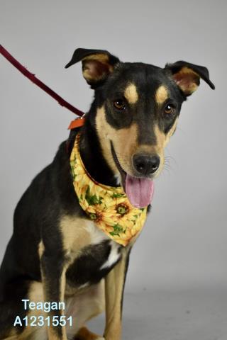 Teagan- URGENT - LONGTIME RESIDENT, adoptable, Young Female Shepherd & Rottweiler.