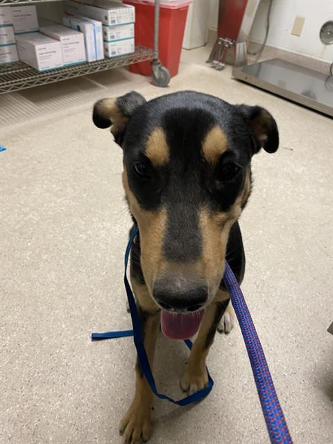 Enlarge Teagan- URGENT - LONGTIME RESIDENT, an adoptable mixed breed in Bakersfield, CA image 4/5