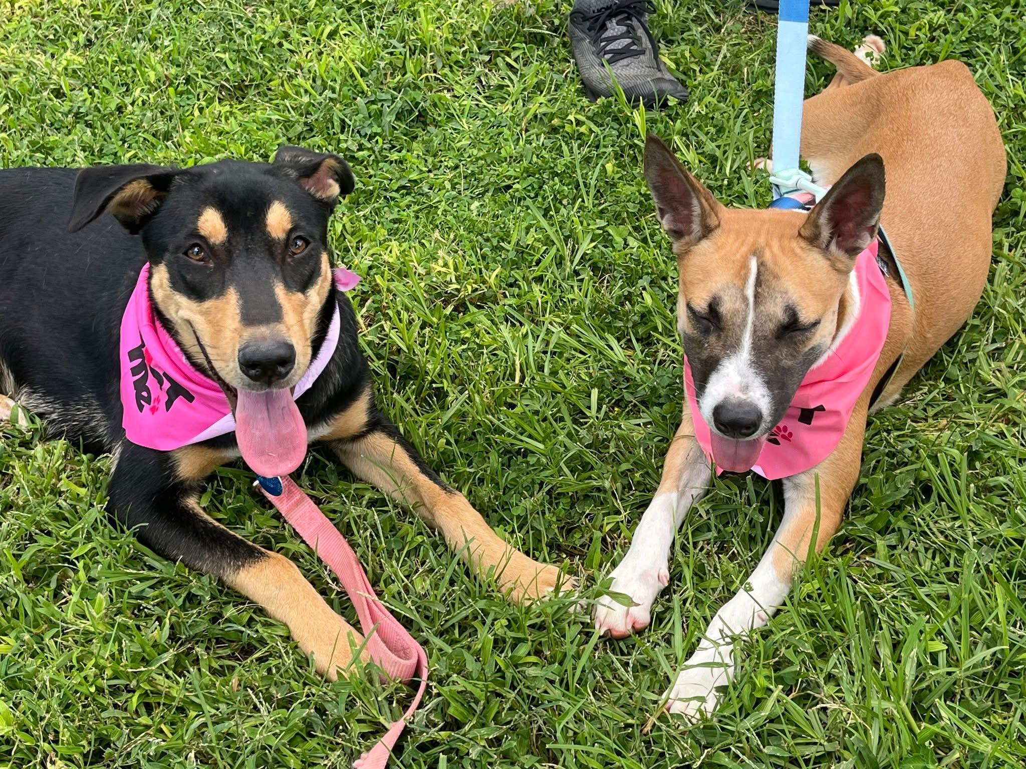 Enlarge Teagan- URGENT - LONGTIME RESIDENT, an adoptable mixed breed in Bakersfield, CA image 5/5