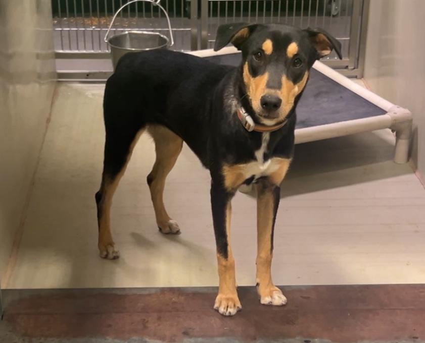 Enlarge Teagan- URGENT - LONGTIME RESIDENT, an adoptable mixed breed in Bakersfield, CA image 3/5