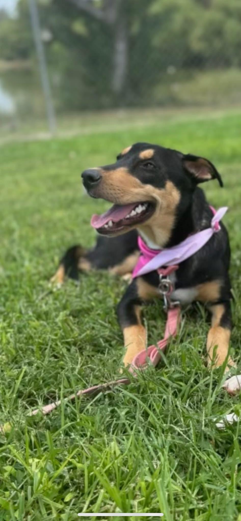 Enlarge Teagan- URGENT - LONGTIME RESIDENT, an adoptable mixed breed in Bakersfield, CA image 2/5