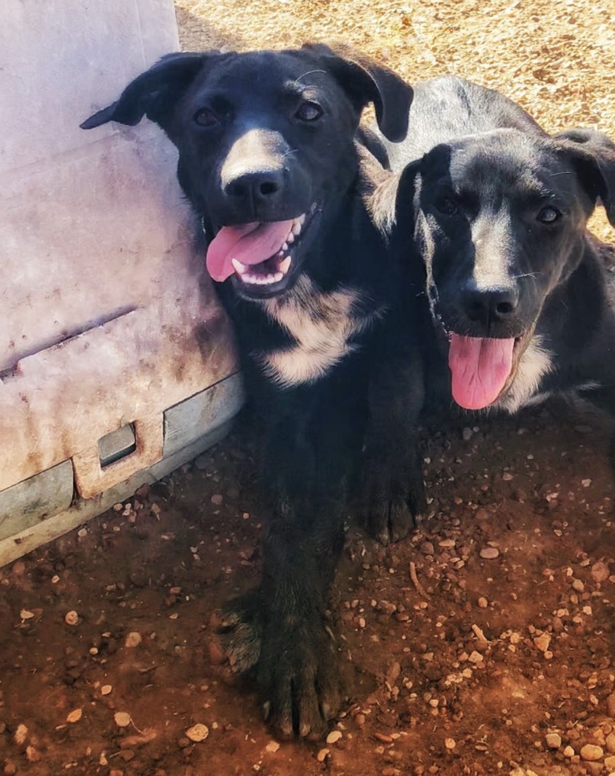 Mackenzie, Adoptable, Adult Female Black Labrador Retriever.