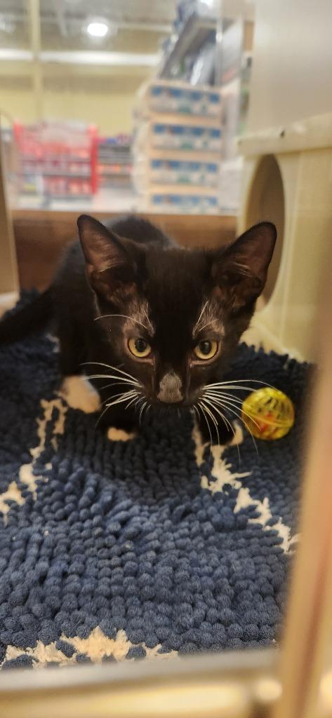 Victory, Adoptable, Young Male Domestic Short Hair.