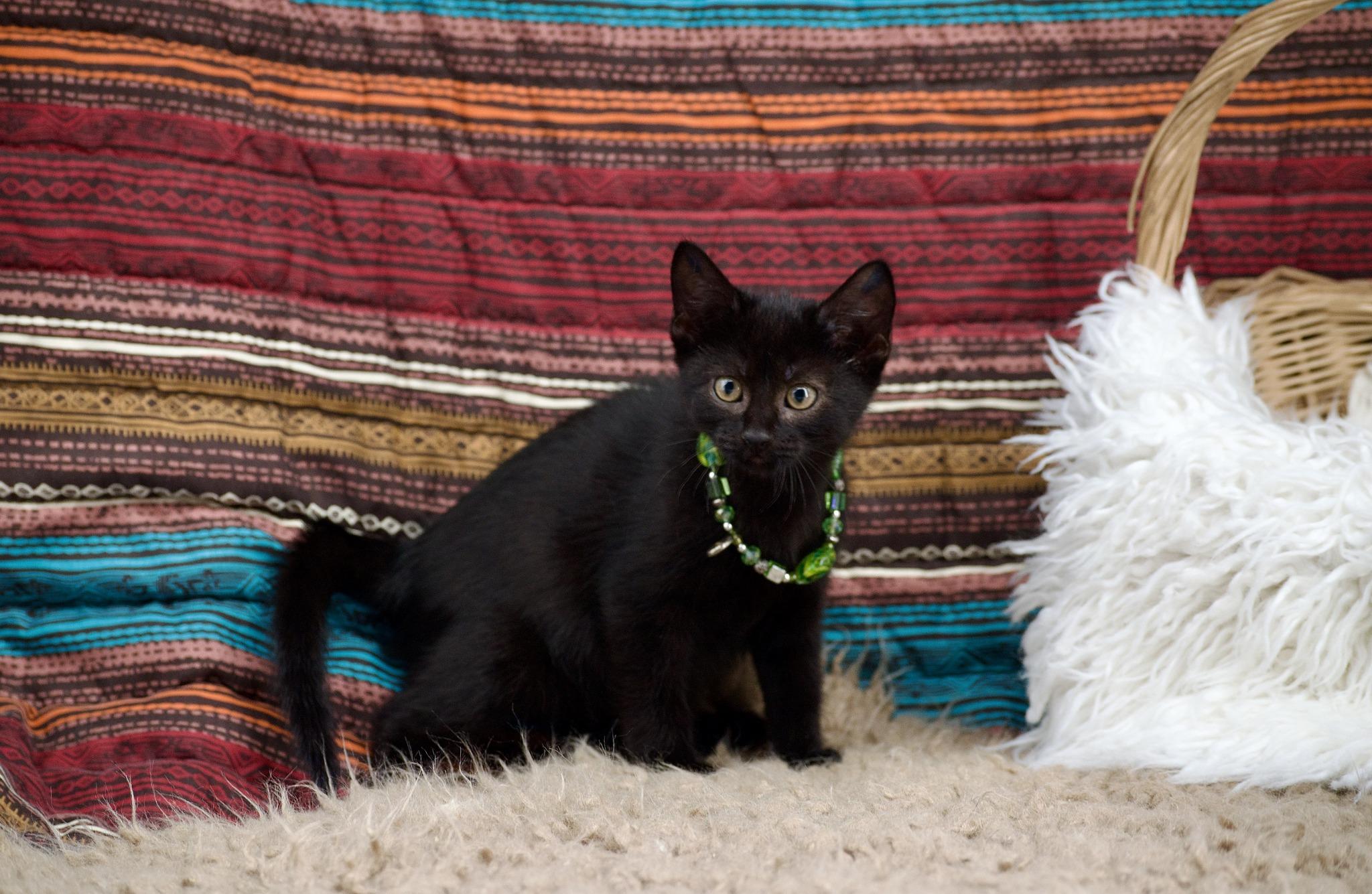 Hummingbird, Baby Female Domestic Short Hair