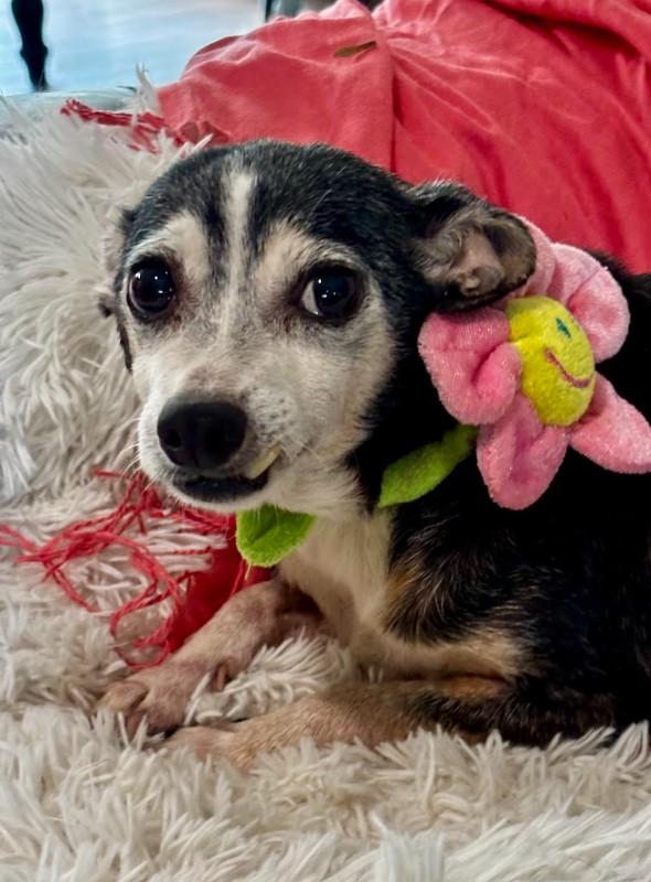 Enlarge Granny, a ADOPTABLE mixed breed in Joppa, AL image 1/4