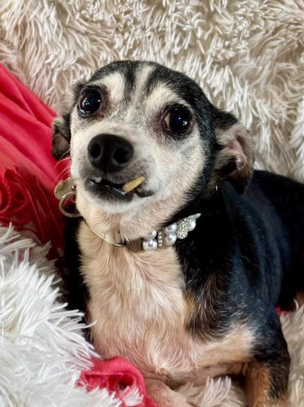 Enlarge Granny, a ADOPTABLE mixed breed in Joppa, AL image 2/4