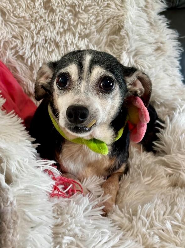 Enlarge Granny, a ADOPTABLE mixed breed in Joppa, AL image 3/4